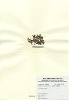 藏品(厚龍鬚菜)的圖片